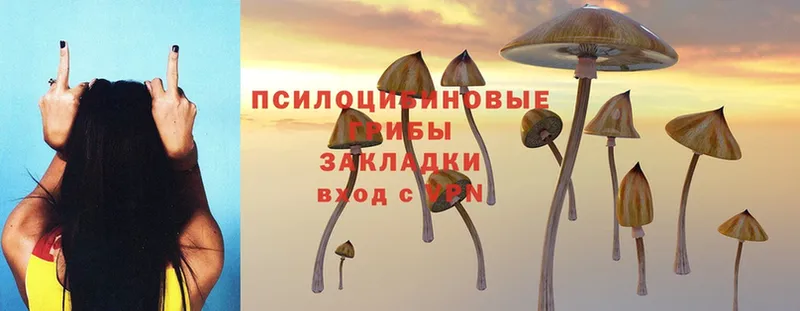 Псилоцибиновые грибы Cubensis  Воронеж 